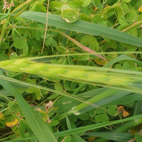 Barley (Hordeum vulgare)