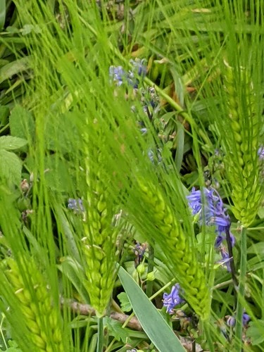 Barley (Hordeum vulgare)
