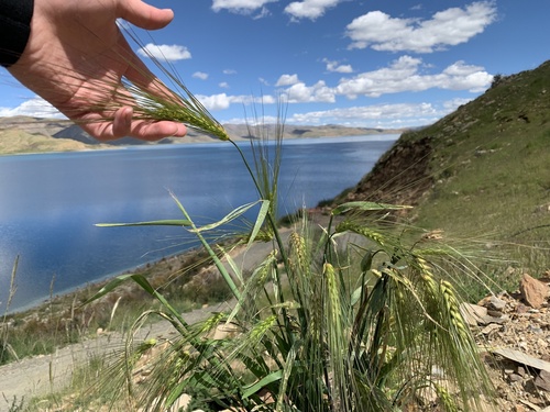 Barley (Hordeum vulgare)