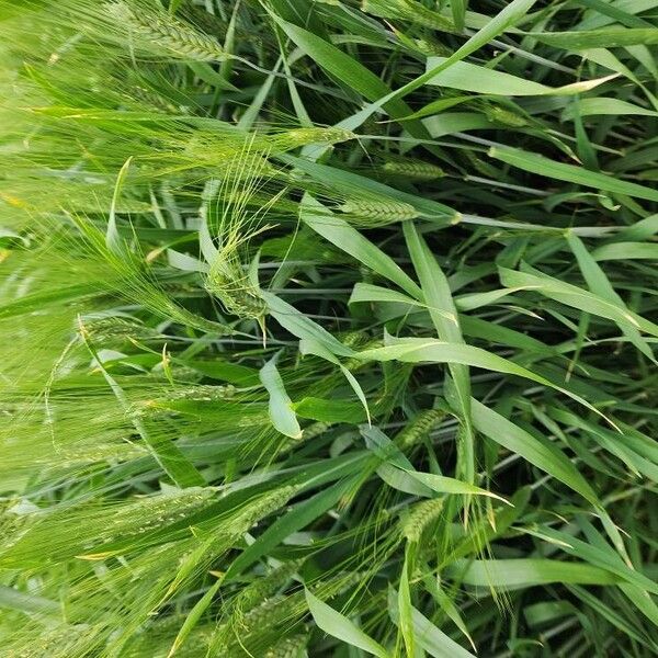 Barley (Hordeum vulgare)