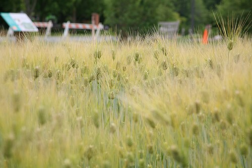 Barley: Barley
