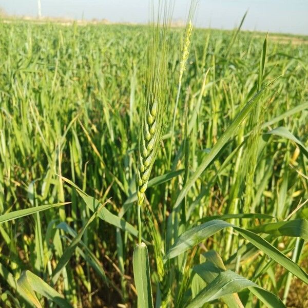 Barley (Hordeum vulgare)