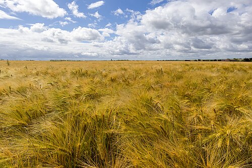 Barley: Champ d'Orge carrée (Hordeum vulgare) à Monchecourt