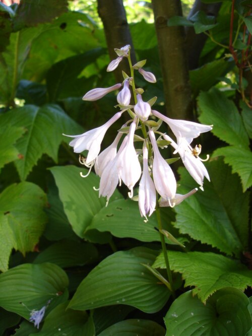 Hosta capitata: Hosta capitata