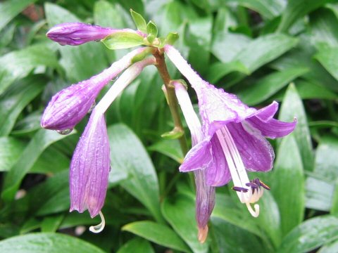 Plantain lily: Hosta clausa var. ensata