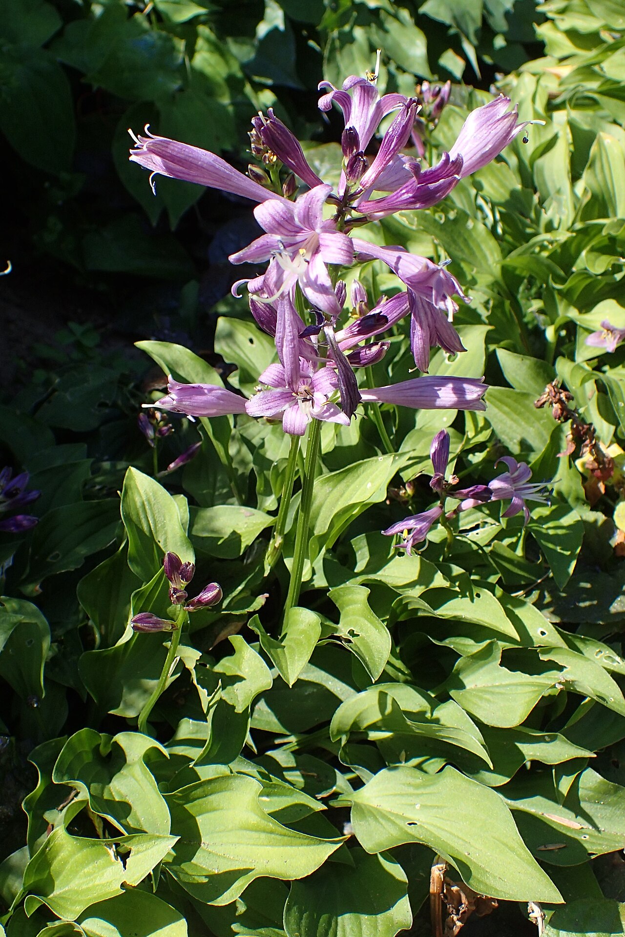 Hosta minor: Hosta minor in PAN Botanical Garden in Warsaw