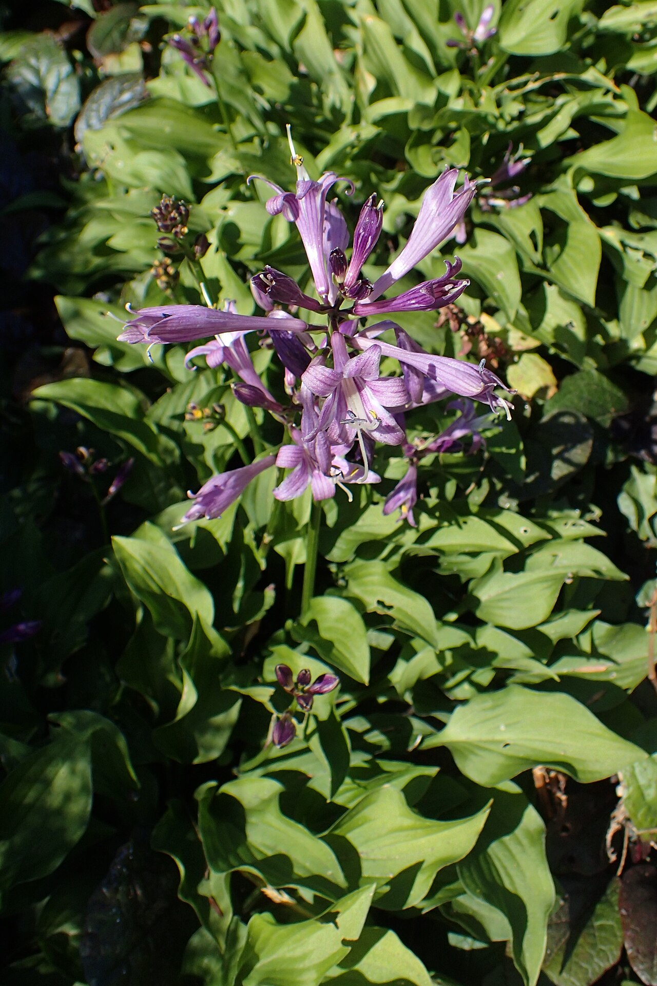 Hosta minor: Hosta minor in PAN Botanical Garden in Warsaw