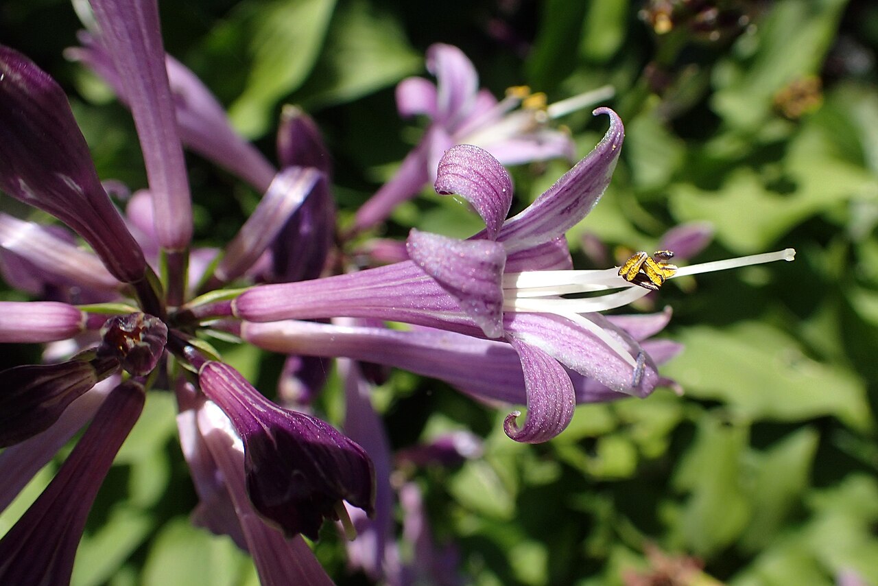 Hosta minor: Hosta minor in PAN Botanical Garden in Warsaw