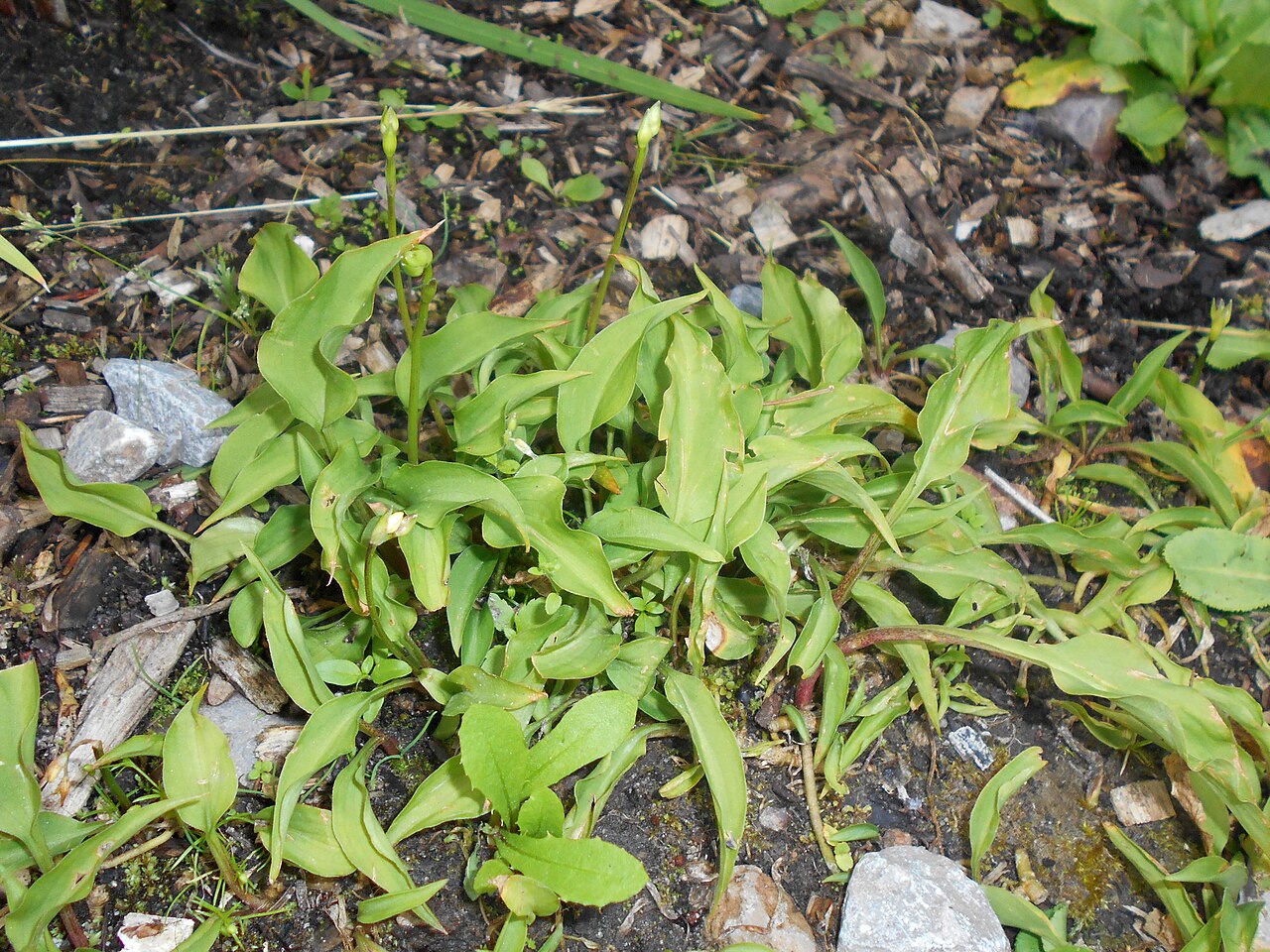 Hosta minor: Hosta minor , Arboretum w Rogowie.