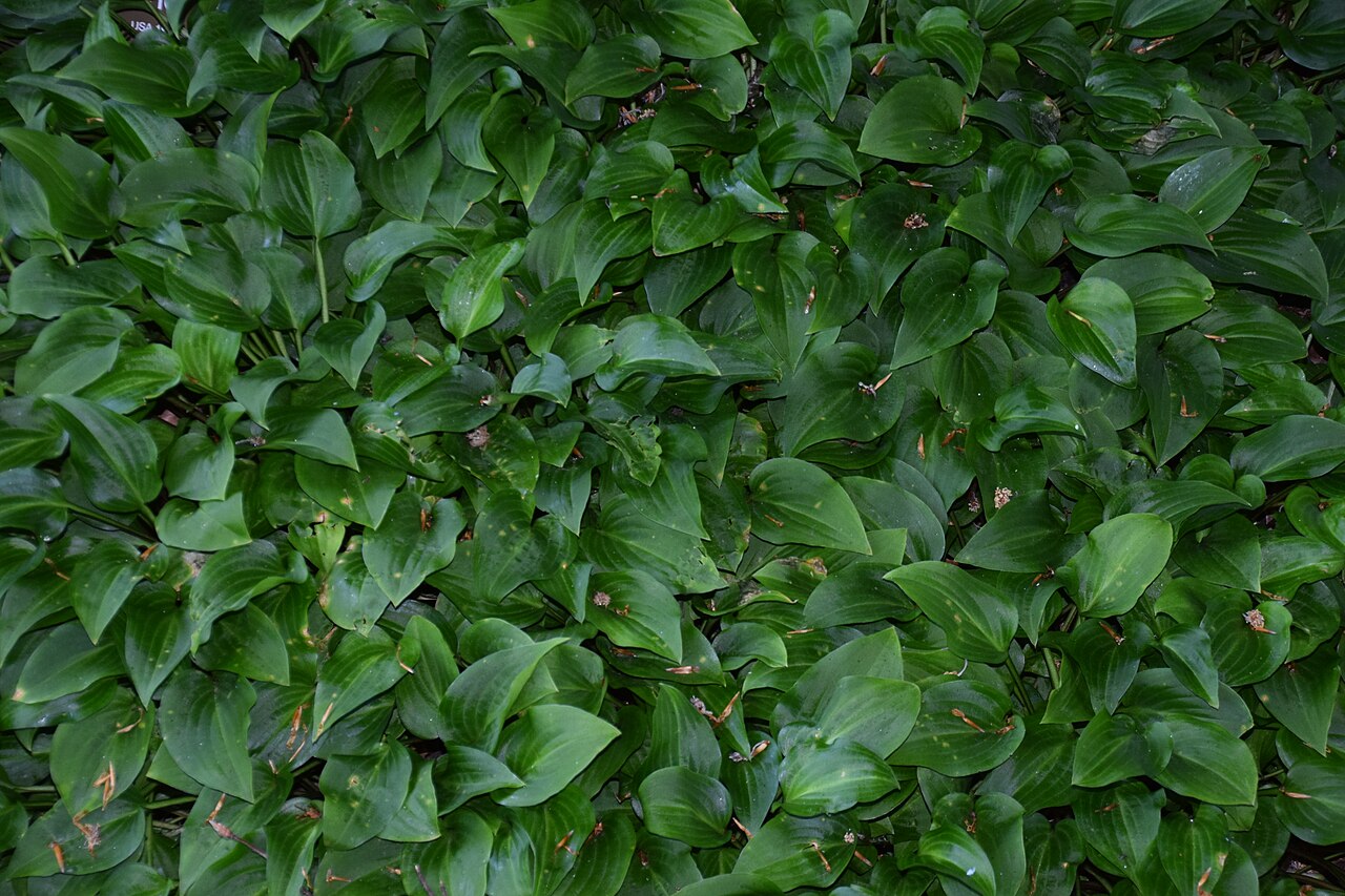 Hosta minor: Hosta minor in Dunedin Botanic Garden, Dunedin, New Zealand