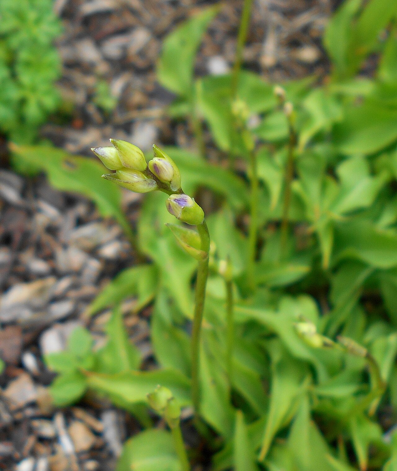 Hosta minor: Hosta minor , Arboretum w Rogowie.