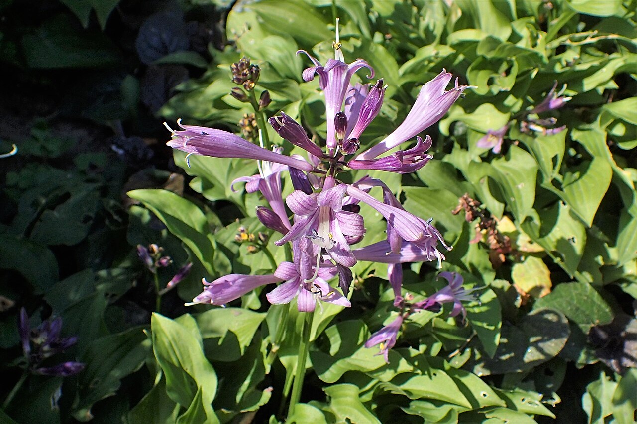 Hosta minor: Hosta minor in PAN Botanical Garden in Warsaw