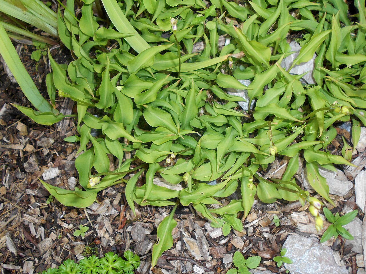 Hosta minor: Hosta minor , Arboretum w Rogowie.