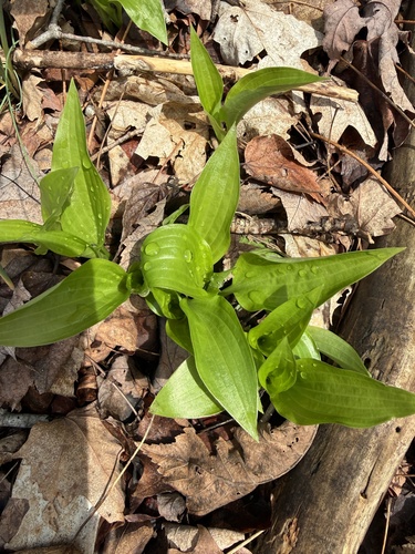 Fragrant plantain lily (Hosta plantaginea)