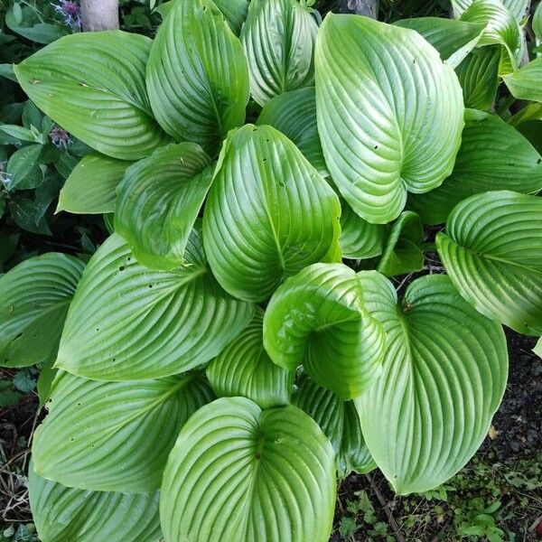 Fragrant plantain lily (Hosta plantaginea)