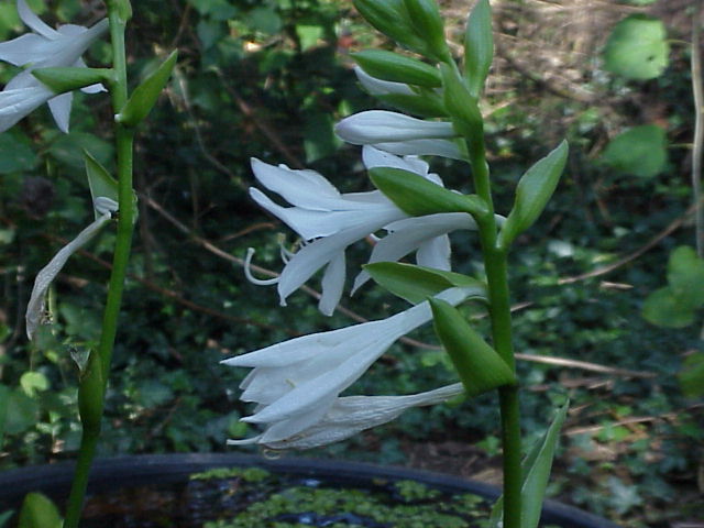 Fragrant plantain lily: Species : Hosta plantaginea Family : Image No. 2
