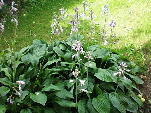 Fragrant plantain lily: Gyslotinė melsvė