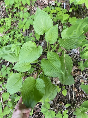 Fragrant plantain lily (Hosta plantaginea)