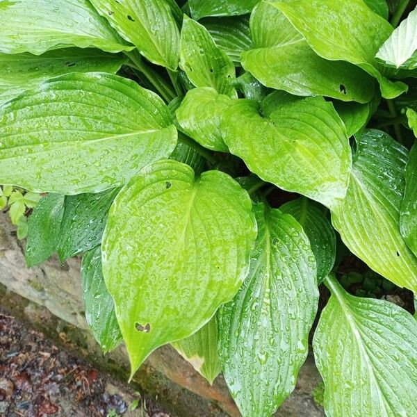 Fragrant plantain lily (Hosta plantaginea)