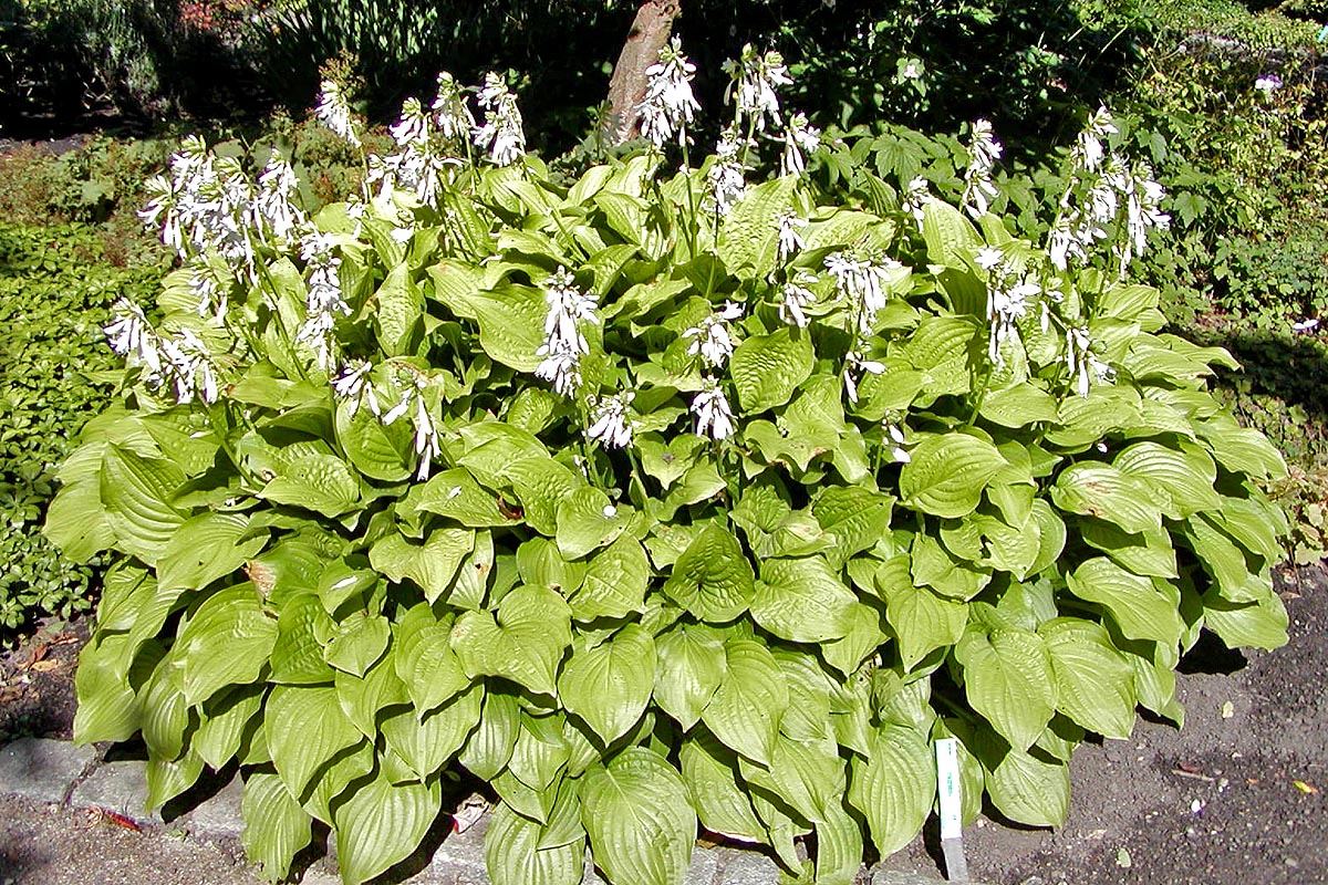 Fragrant plantain lily: Photo of Hosta plantaginea cv. 'Royal Standard' at Aarhus Botanical Garden