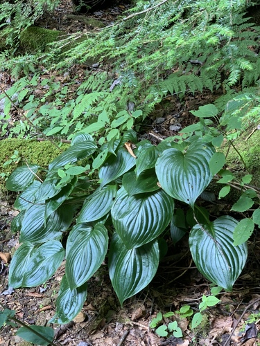 Fragrant plantain lily (Hosta plantaginea)