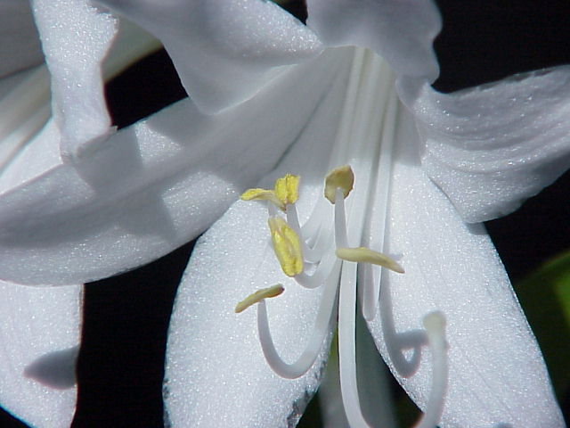 Fragrant plantain lily: Species : Hosta plantaginea Family : Image No. 1