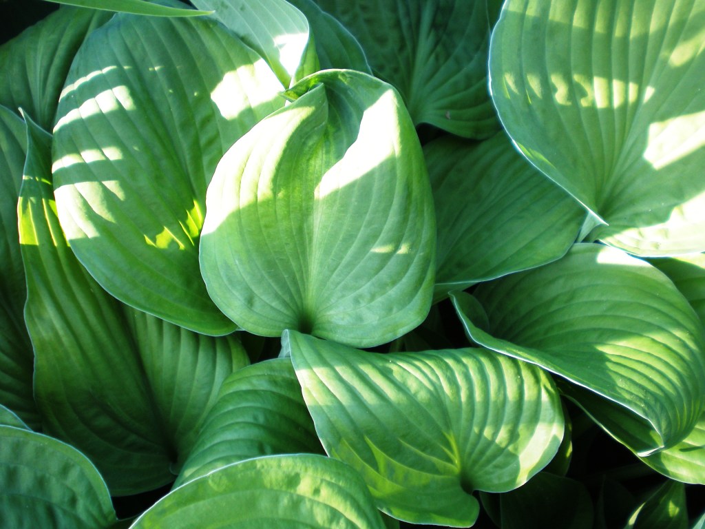 Fragrant plantain lily: Gyslotinė melsvė