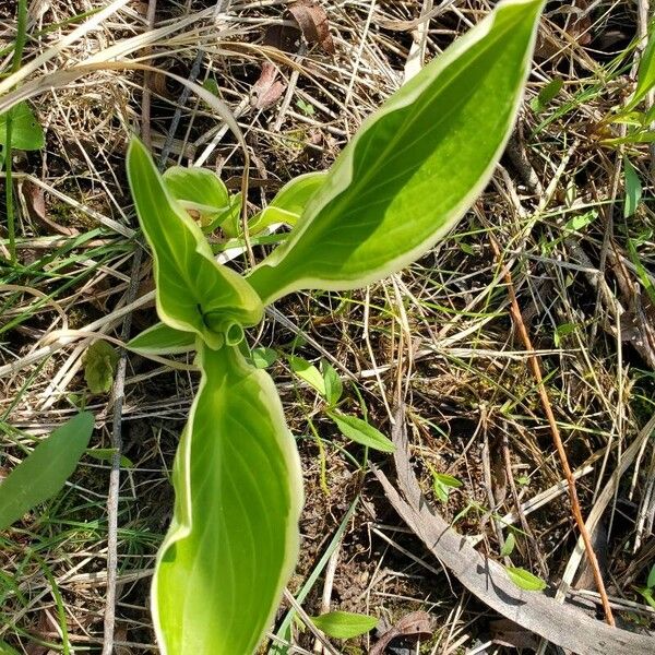 Fragrant plantain lily (Hosta plantaginea)