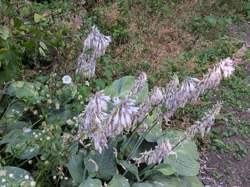 Fragrant plantain lily (Hosta plantaginea)