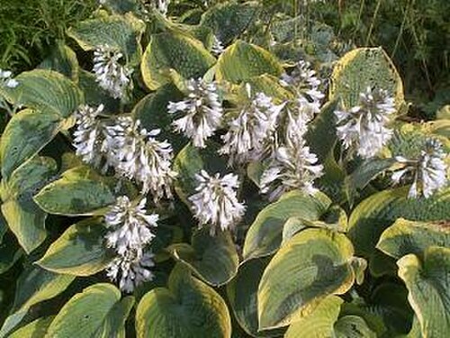 Hosta sieboldiana: Hosta sieboldiana 'Frances Williams'