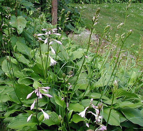 Hosta sieboldiana: Hosta 'Fortunei Hyacinthina'