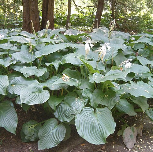 Hosta sieboldiana: At Botanical Gardens Berlin-Dahlem Species Hosta elata