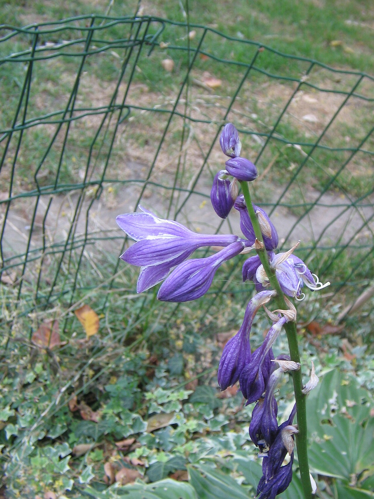 Blue plantain lily: Hosta ventricosa close-up flower