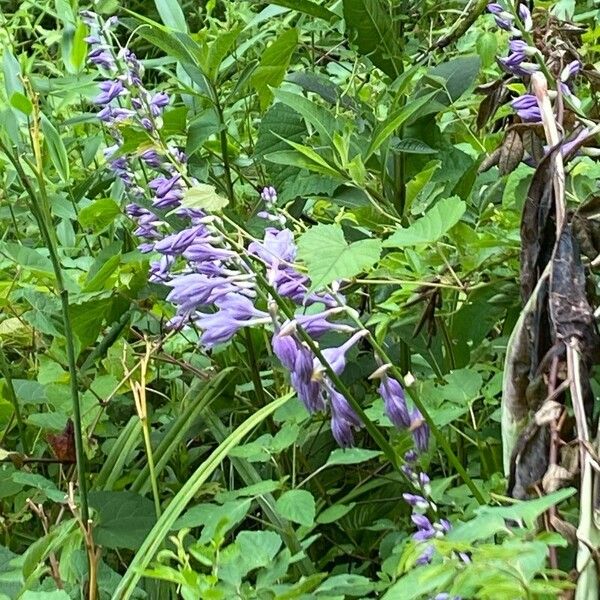 Blue plantain lily (Hosta ventricosa)