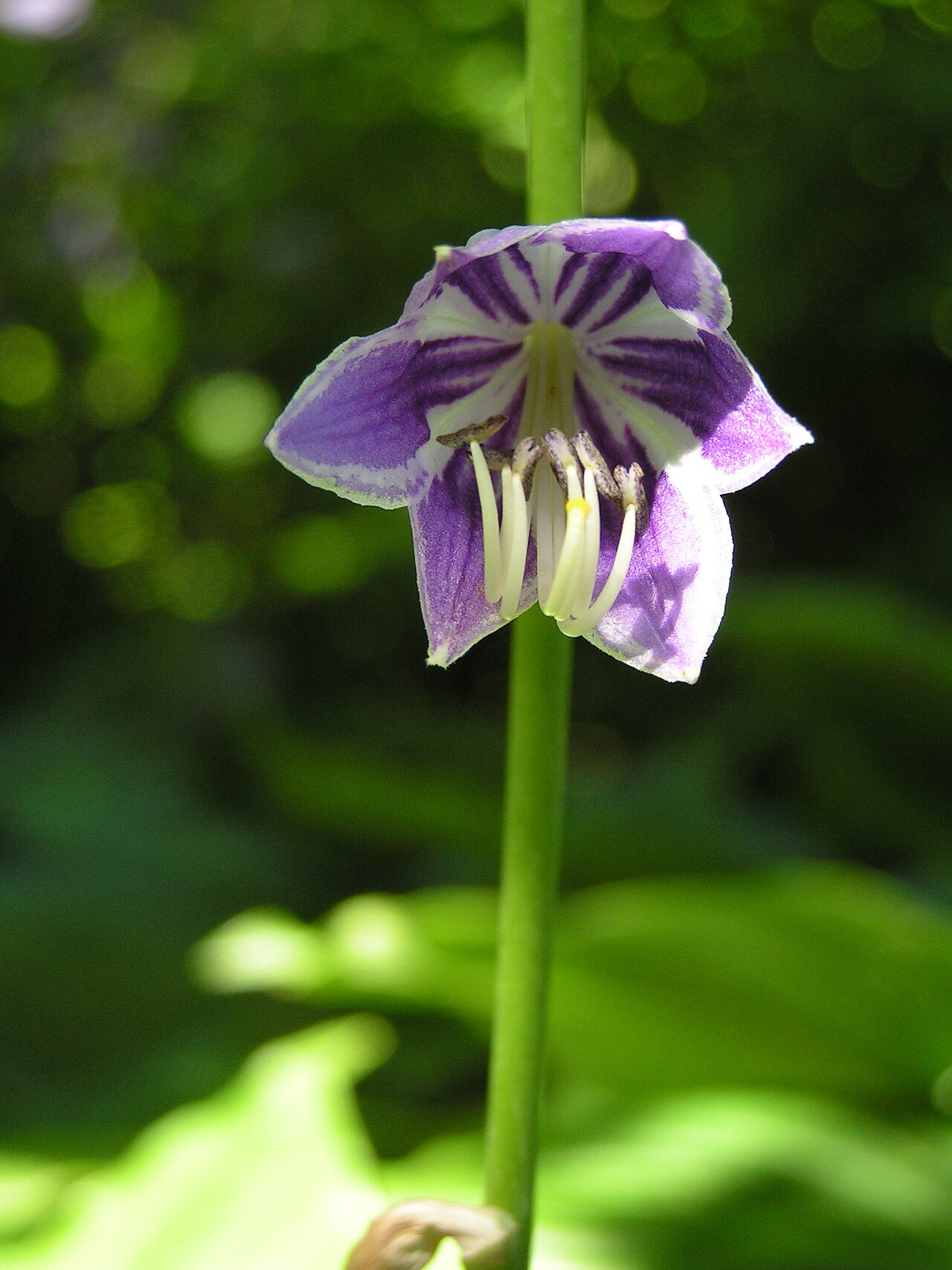 Blue plantain lily: Hosta ventricosa