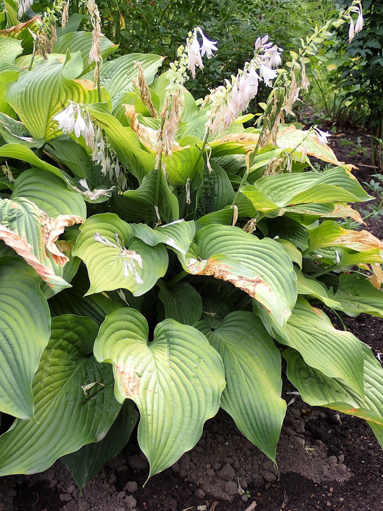 Blue plantain lily: Hosta ventricosa in the Botanischer Garten Halle