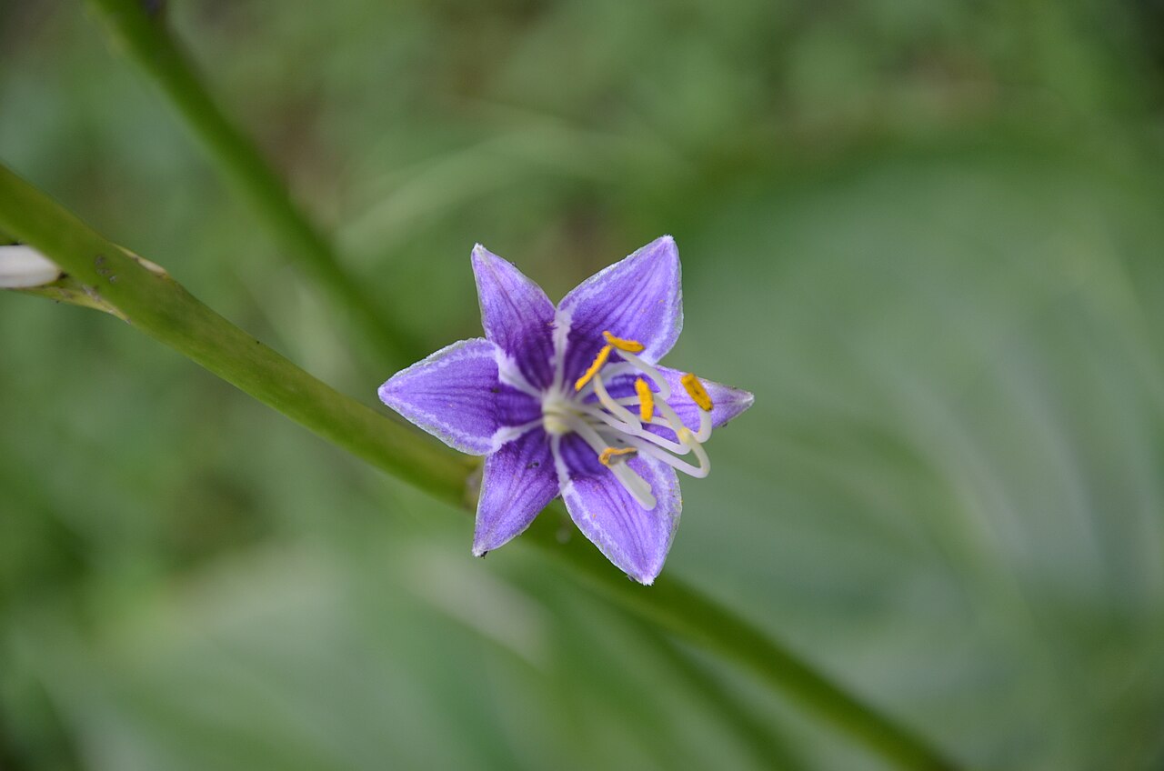 Blue plantain lily: Hosta ventricosa