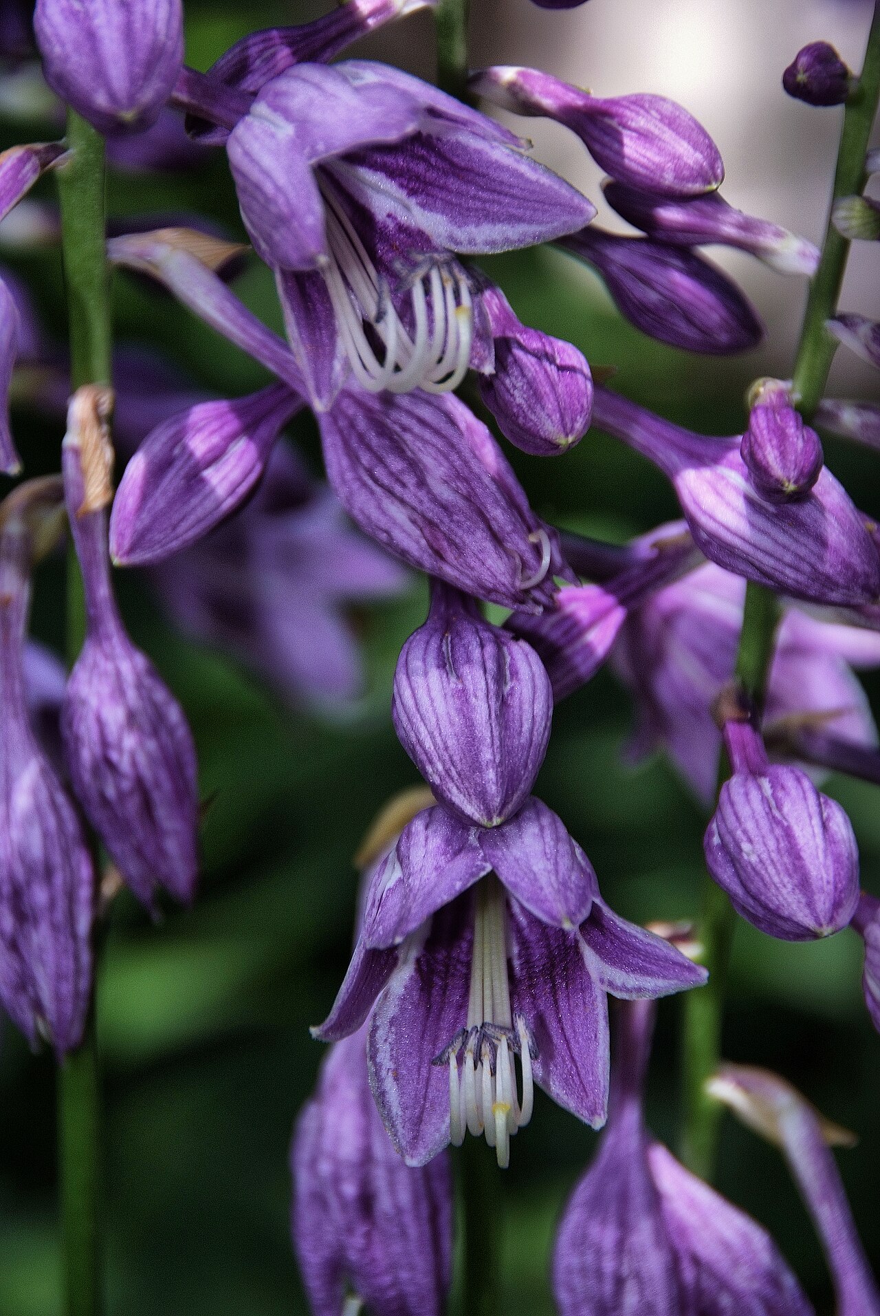 Blue plantain lily (Hosta ventricosa)