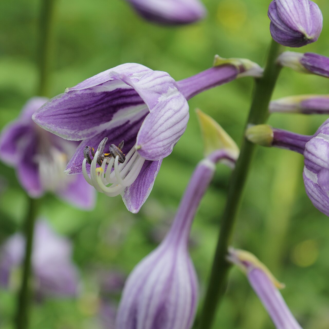Blue plantain lily: Hosta ventricosa at Uppsala Botanic Gardens