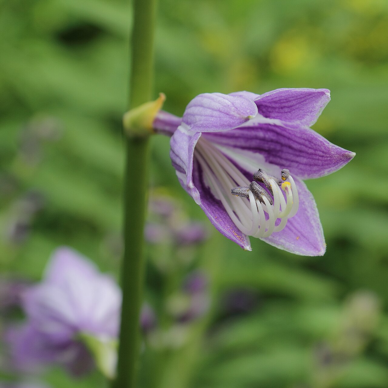 Blue plantain lily: Hosta ventricosa at Uppsala Botanic Gardens