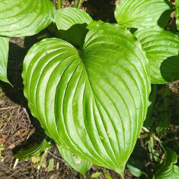 Blue plantain lily (Hosta ventricosa)