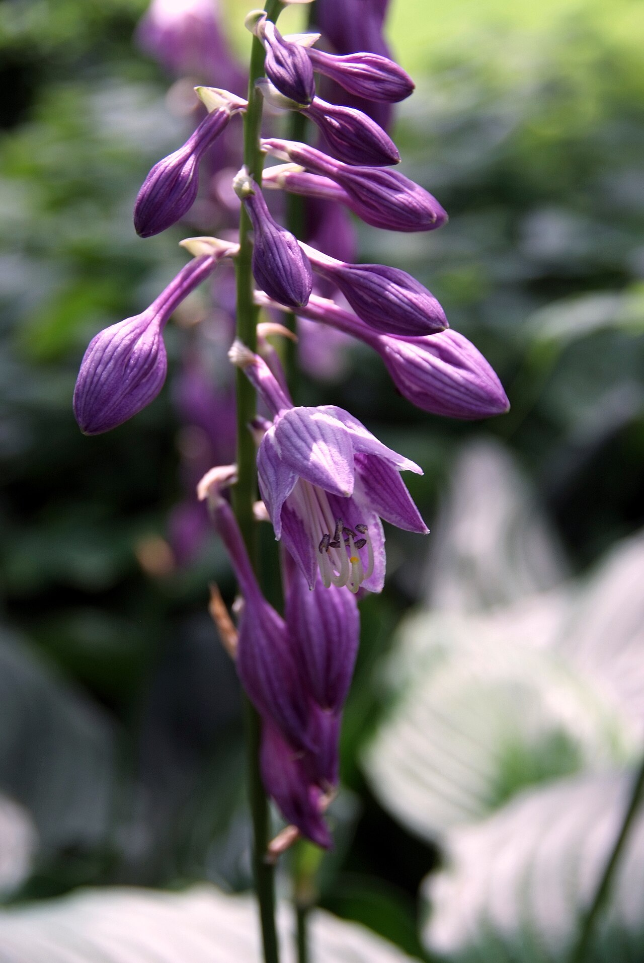 Blue plantain lily: Summer blooms from a Hosta