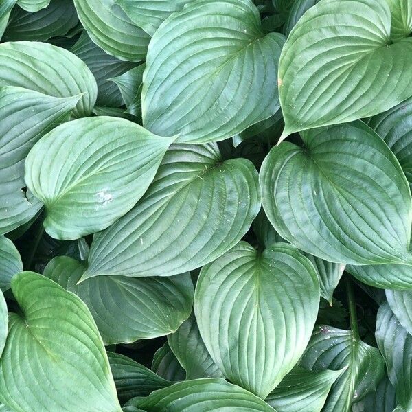 Blue plantain lily (Hosta ventricosa)