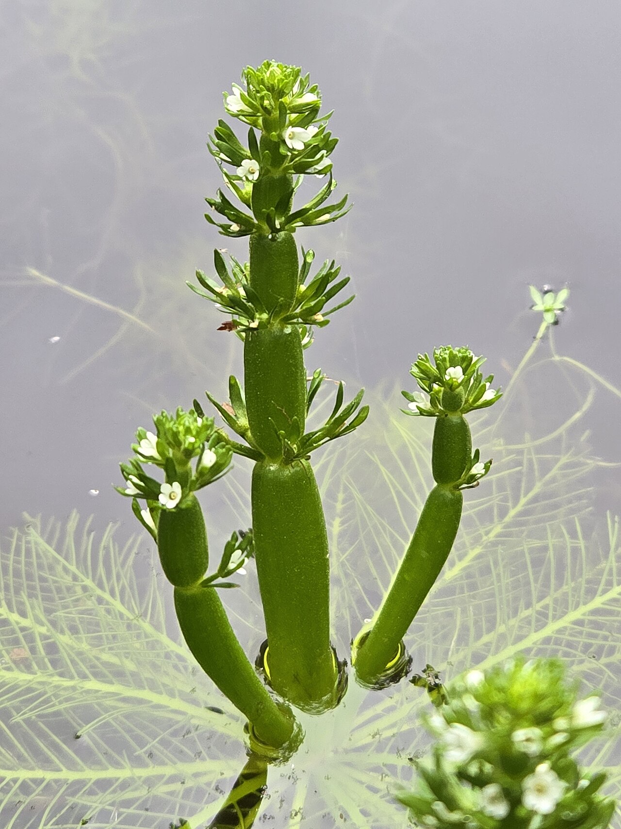 American featherfoil: Featherfoil ( Hottonia inflata ) in the United States