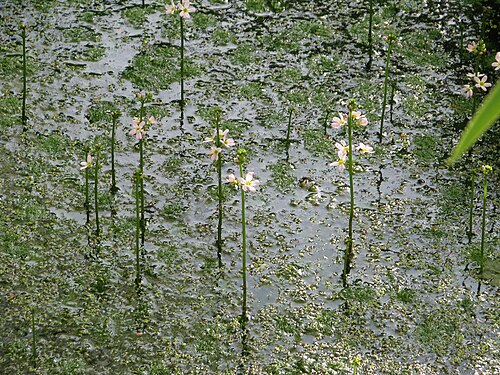 Water violet: One of our loveliest native water plants. Why doesn't everyone grow it, instead of those other pestilential 'oxygenators'