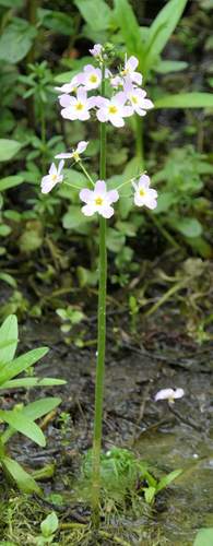 Water violet (Hottonia palustris)