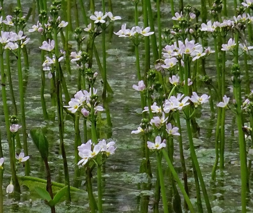 Water violet (Hottonia palustris)