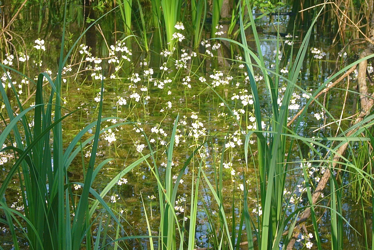Water violet: Hottonia palustris