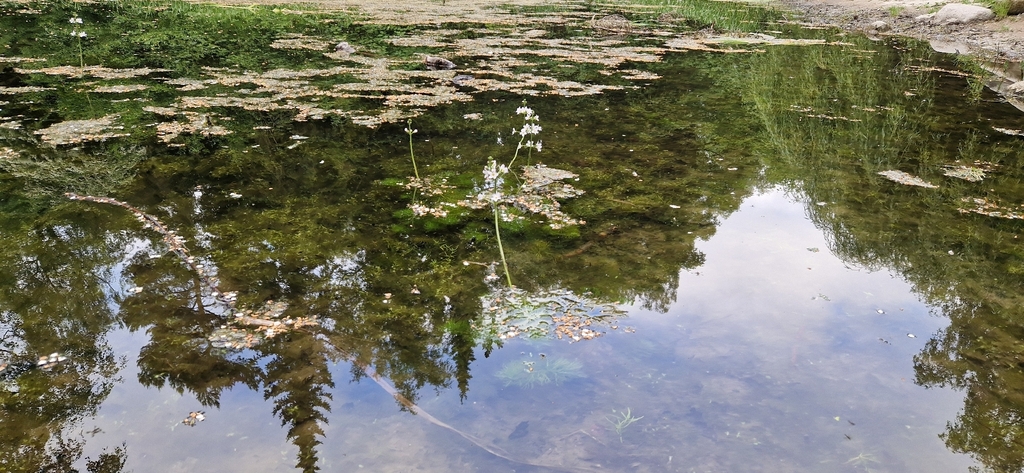 Water violet (Hottonia palustris)