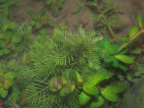 Water violet (Hottonia palustris)